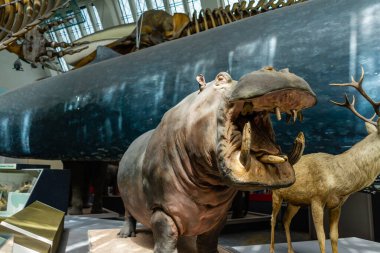 İngiltere, Londra 'daki Doğal Tarih Müzesi.