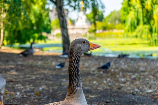 Duck James Park Londonban Egyesült Királyság — Stock Fotó