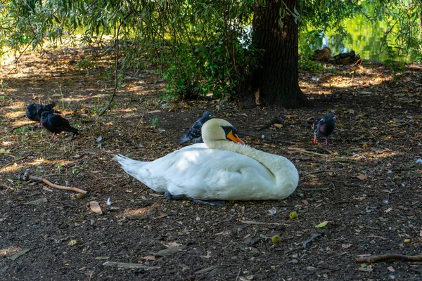 Londra Ngiltere Deki James Park Ördek — Stok fotoğraf