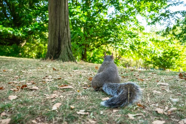 Écureuil Sur Hyde Park Londres Angleterre Royaume Uni — Photo