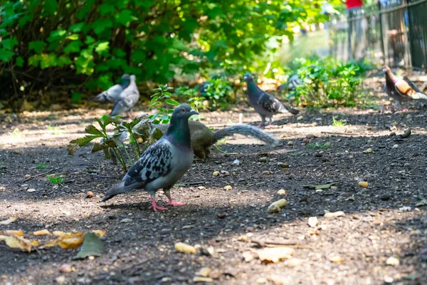 Gołąb James Park Londynie Wielka Brytania — Zdjęcie stockowe