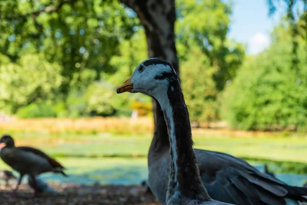 Duck James Park Londonban Egyesült Királyság — Stock Fotó