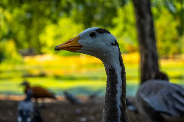 Canard Sur James Park Londres Royaume Uni — Photo