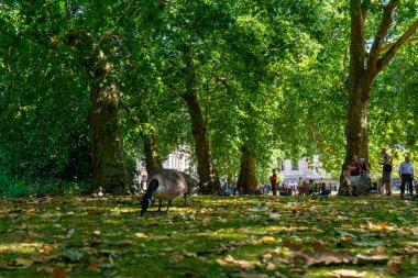 Londra, İngiltere 'deki St. James Parkı.