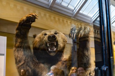 İngiltere, Londra 'daki Doğal Tarih Müzesi.