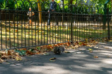 Londra, İngiltere 'deki St. James Park' taki sincap.