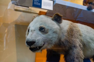 İngiltere, Londra 'daki Doğal Tarih Müzesi.