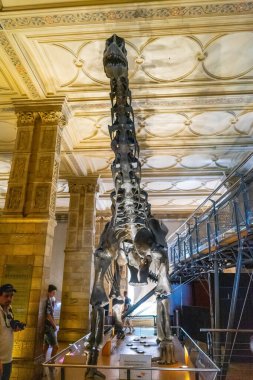 İngiltere, Londra 'daki Doğal Tarih Müzesi.