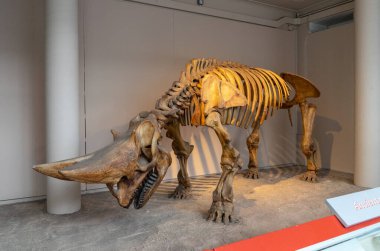 İngiltere, Londra 'daki Doğal Tarih Müzesi.