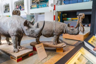 İngiltere, Londra 'daki Doğal Tarih Müzesi.