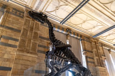 İngiltere, Londra 'daki Doğal Tarih Müzesi.