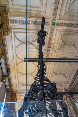 İngiltere, Londra 'daki Doğal Tarih Müzesi.