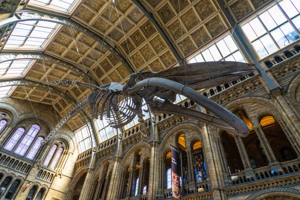 Natural History Museum Londres Royaume Uni — Photo