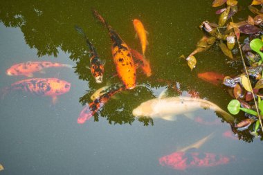 Blanes, Katalonya 'daki Marimurtra Botanik Bahçesinde sazan koi.