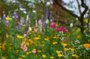 Blanes, Katalonya 'daki Marimurtra Botanik Bahçesi.