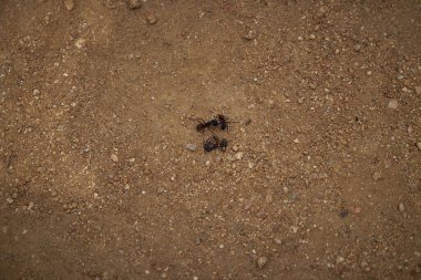 Blanes, Katalonya 'daki Marimurtra Botanik Bahçesinde Karınca.