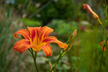 Lilium bulbiferum, Marimurtra Botanik Bahçesi Blanes, Katalonya.