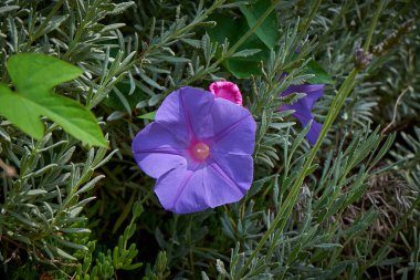 Blanes, Katalonya 'daki Marimurtra Botanik Bahçesi.