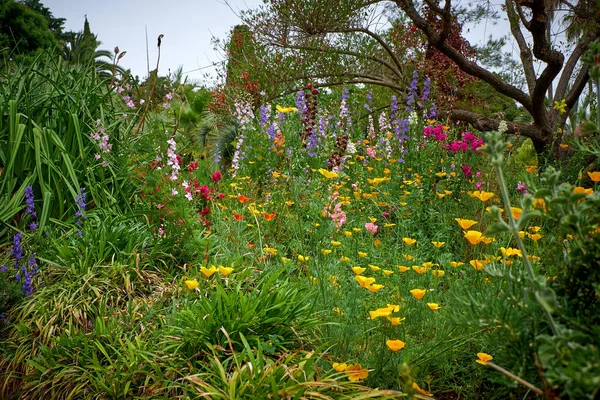 Marimurtra Jardin Botanique Blanes Catalogne — Photo