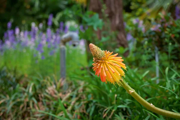 Marimurtra Jardin Botanique Blanes Catalogne — Photo