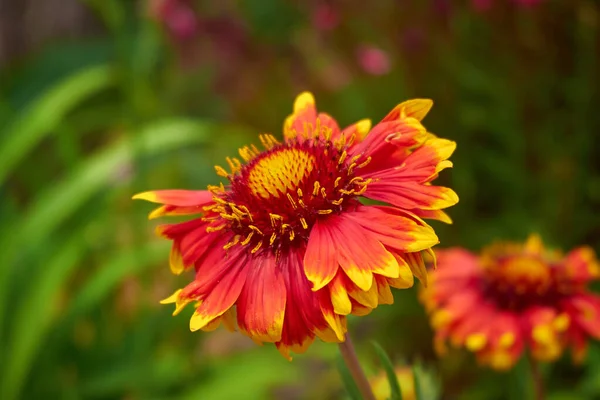 Marimurtra Botanisk Trädgård Blanes Katalonien — Stockfoto