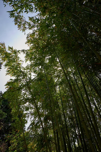 Jardín Botánico Marimurtra Blanes Cataluña — Foto de Stock