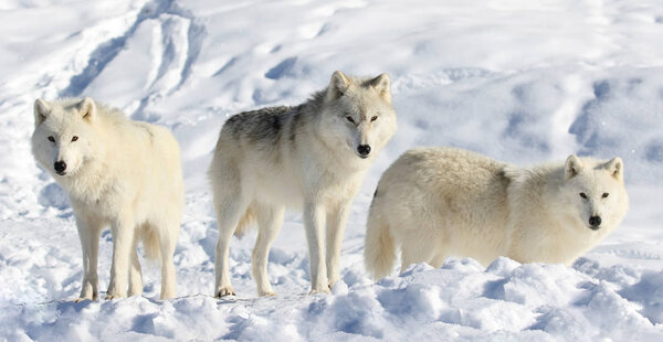 Arctic wolves in nature during winter