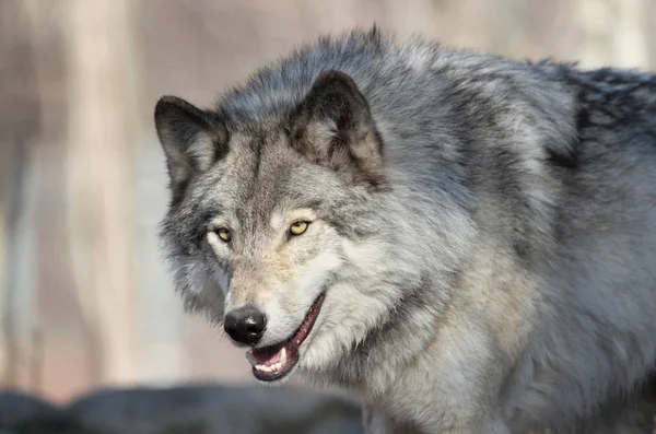 Grijze wolf in de natuur — Stockfoto