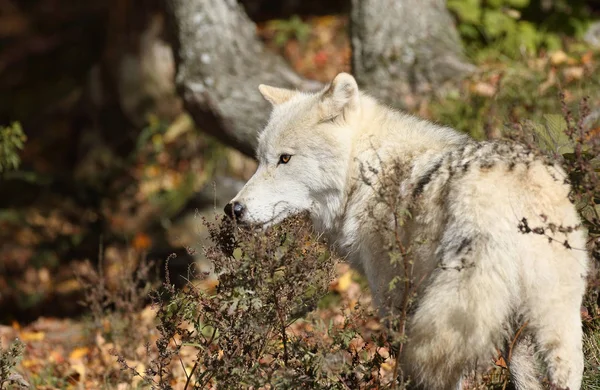 Lobo ártico durante o outono — Fotografia de Stock