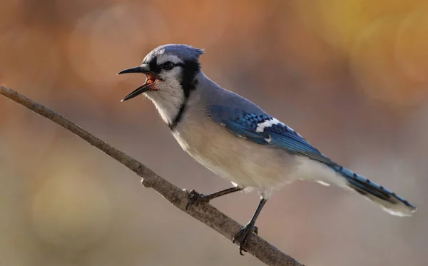 Mavi jay düşüş sırasında