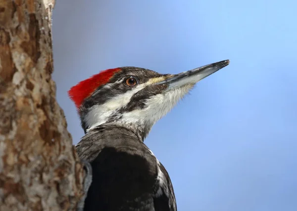 Pájaro carpintero en la naturaleza — Foto de Stock