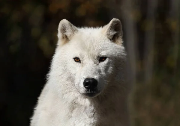 Gezicht van witte wolf — Stockfoto