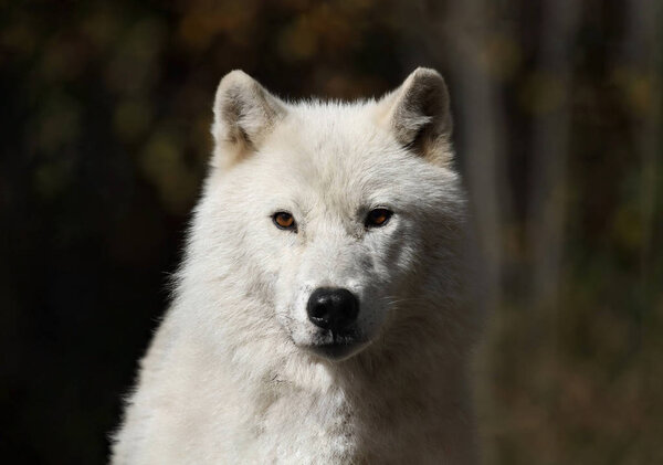 Arctic wolf in nature during fall