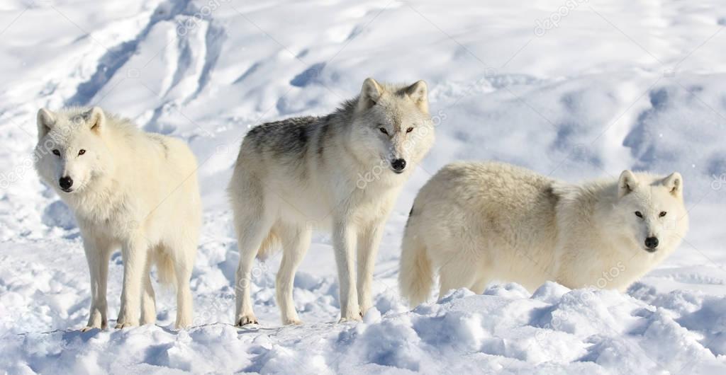 Images: white wolves in snow | White wolves in snow — Stock Photo ...