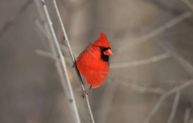 doğada kırmızı Kardinal