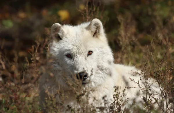 Lobo ártico na natureza — Fotografia de Stock