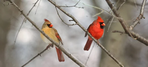 Pareja de cardenales —  Fotos de Stock