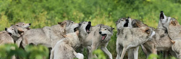 Manada de lobos — Foto de Stock