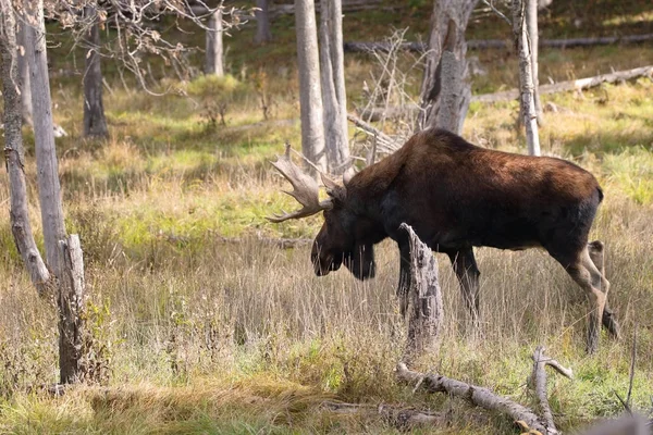 Moose in nature — Stock Photo, Image