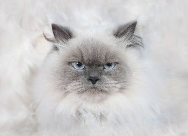 kızgın cat çehresini
