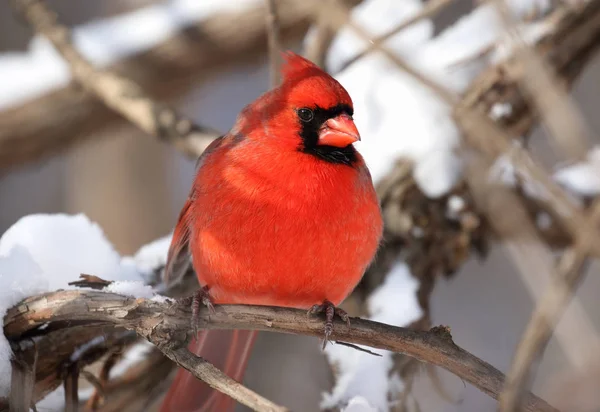 Roter Kardinal im Winter — Stockfoto