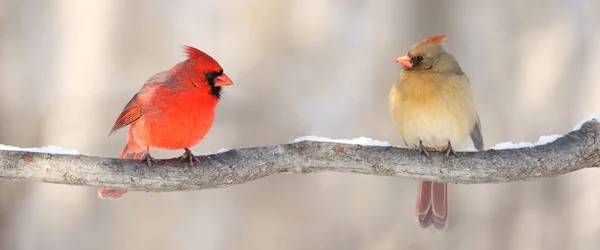 Couple of red cardinals — Stock Photo, Image