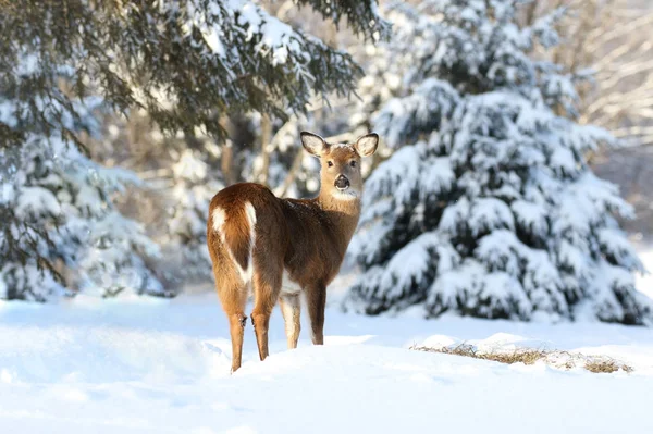 Deer in snow — Stock Photo, Image