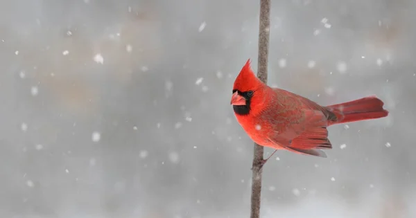 Cardeal vermelho durante o inverno — Fotografia de Stock