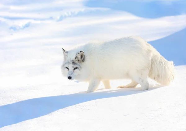 Lobo ártico na neve — Fotografia de Stock