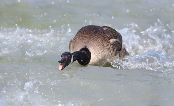 angry goose in water