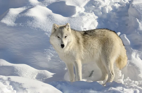 Varg i snö — Stockfoto