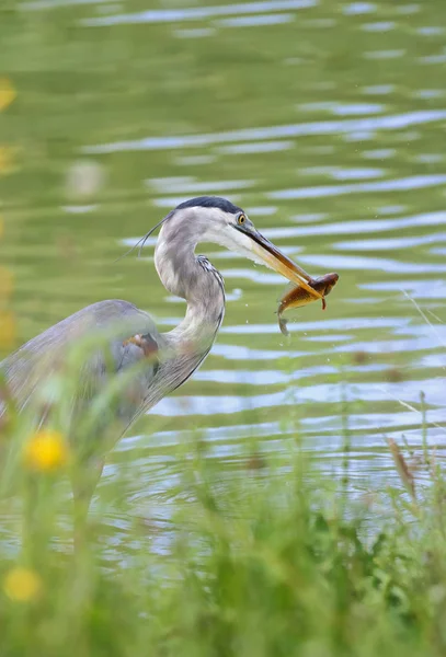 Heron eating fish — Stock Photo, Image