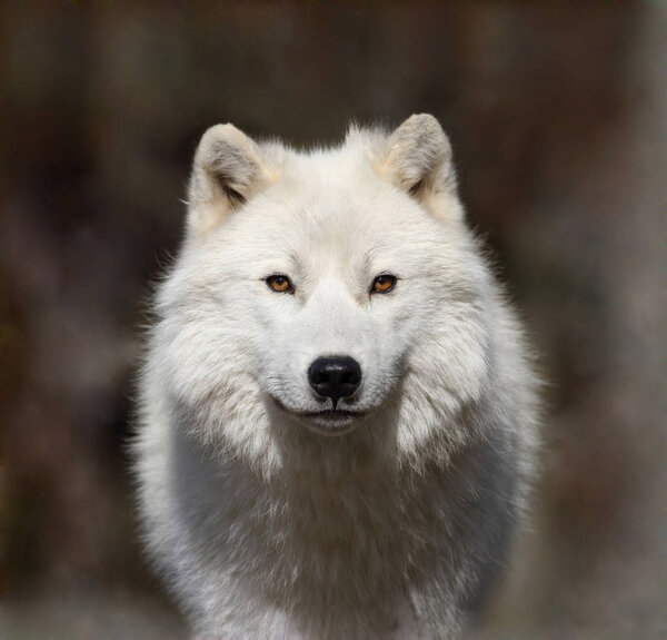 Arctic wolf in fog during fall