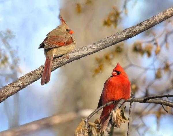 Paar Kardinäle Der Natur — Stockfoto